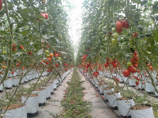 Bí quyết làm nông xanh, sạch, bền vững từ đạm cá nguyên chất.